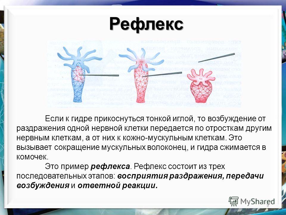Ссылка на кракена для тора
